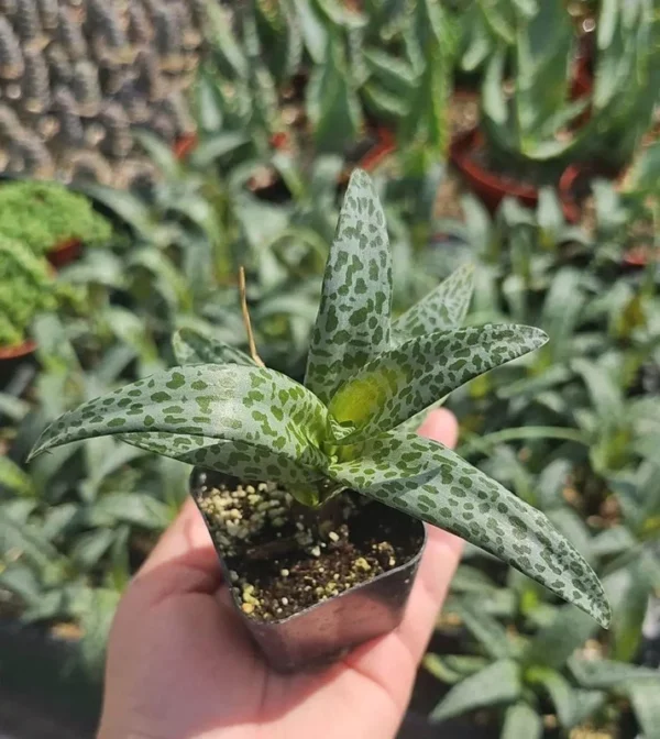 Silver Squill Ledebouria Socialis