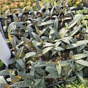 Silver Squill - Ledebouria Socialis - Leopard Lily - 2in Pot - Indoor Succulent