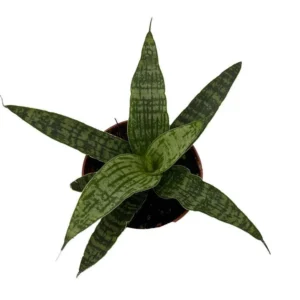 Silver Steel Snake Plant - Sanseveria Hybrid - 2.5 Inch Pot - Hardy Easy Care Houseplant