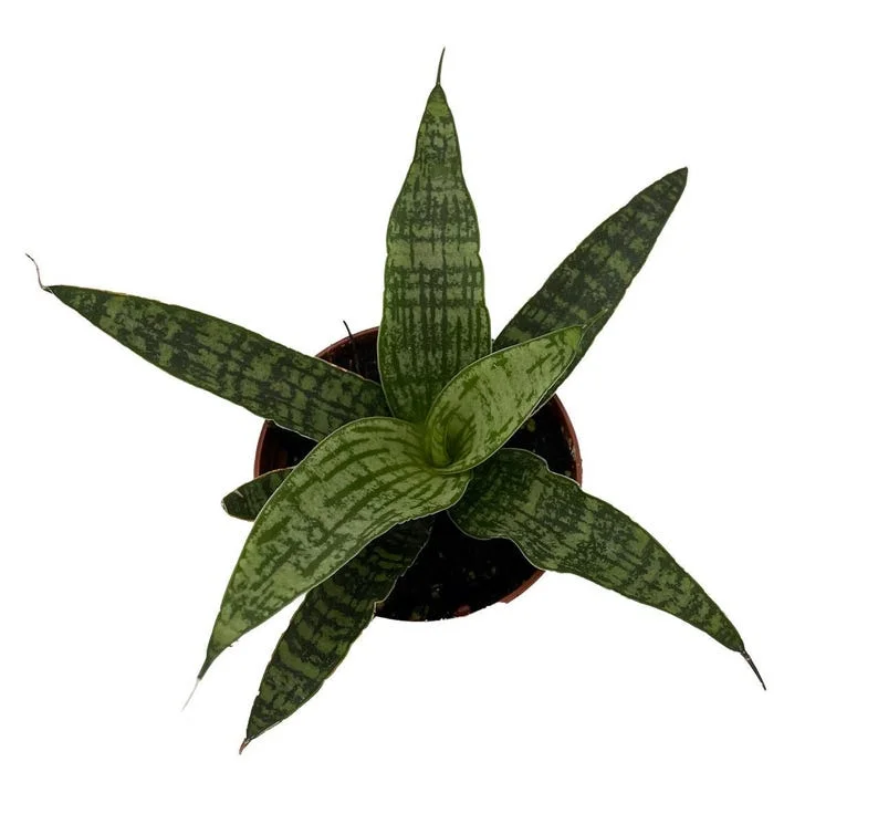 Silver Steel Snake Plant - Sanseveria Hybrid - 2.5 Inch Pot - Hardy Easy Care Houseplant