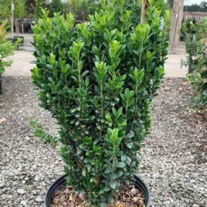 Sky Pencil Holly Quart Pot - Upright Evergreen Shrub for Landscaping