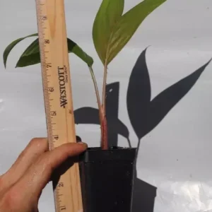 Snake Fruit Palm Salak Live Plant Seedling Organic Edible Tropical