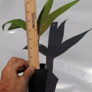 Snake Fruit Palm Salak Live Plant Seedling Organic Edible Tropical