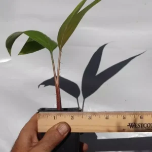 Snake Fruit Palm Salak Live Plant Seedling Organic Edible Tropical