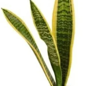 Snake Plant 12" Height - Low Maintenance Indoor Houseplant