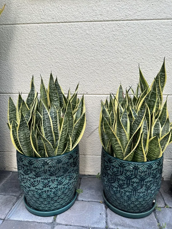 Snake Plant Mother-In-Law's Tongue Sansevieria Roots Ceylon Premium Live Plant