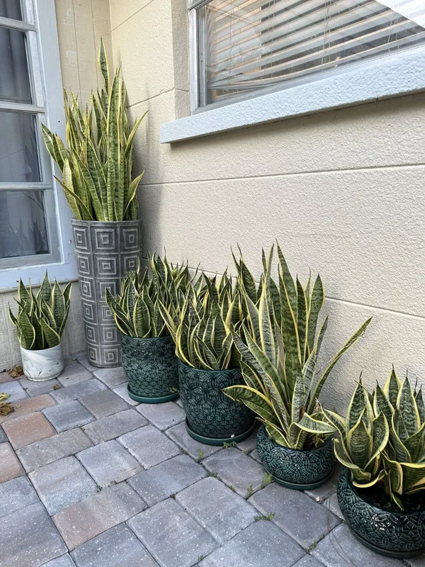 Snake Plant Mother-In-Law's Tongue Sansevieria Roots Ceylon Premium Live Plant