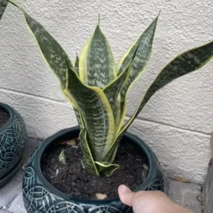 Snake Plant Mother-In-Law's Tongue Sansevieria Roots Ceylon Premium Live Plant
