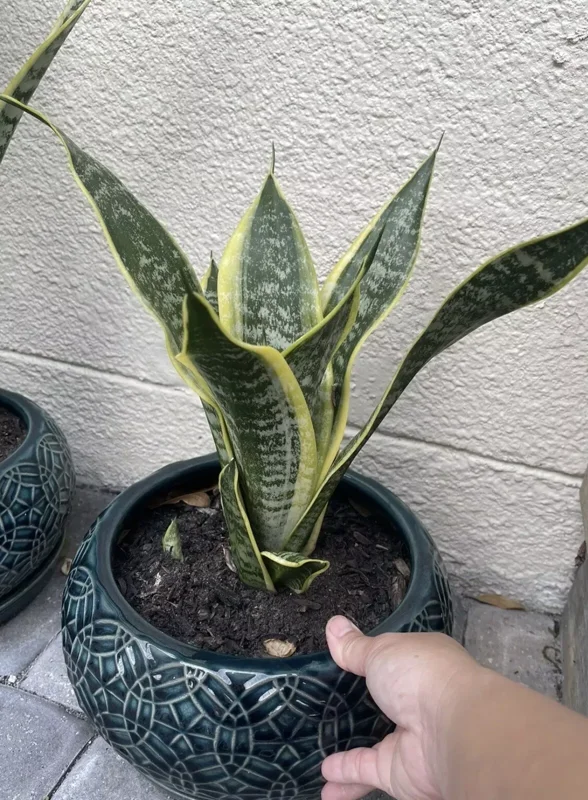 Snake Plant Mother-In-Law's Tongue Sansevieria Roots Ceylon Premium Live Plant