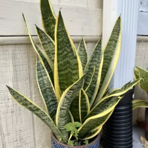 Snake Plant Mother-In-Law's Tongue Sansevieria Roots Ceylon Premium Live Plant