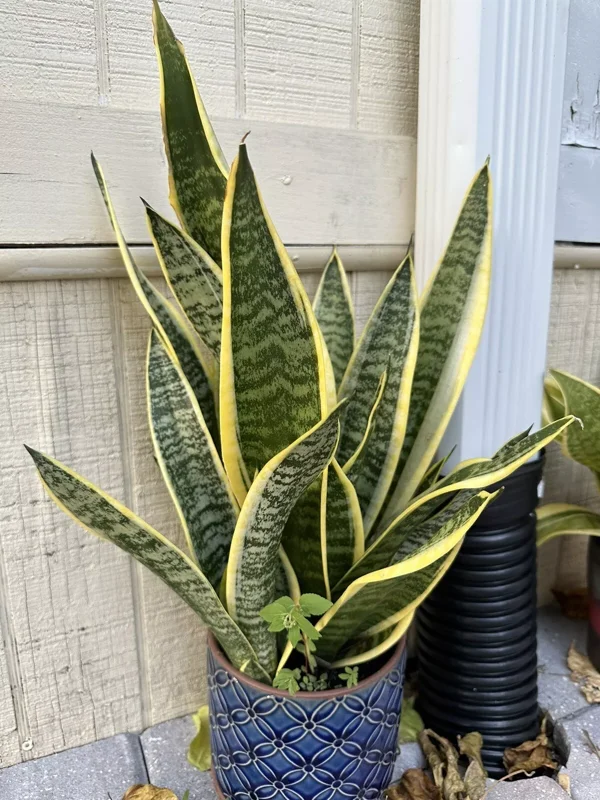 Snake Plant Mother-In-Law's Tongue Sansevieria Roots Ceylon Premium Live Plant