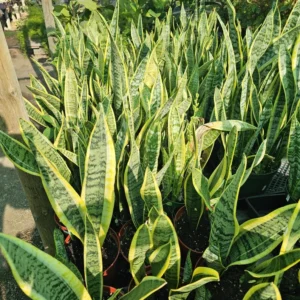 Snake Plant - Sansevieria Yellow - 6in Pot - Air Purifying Houseplant