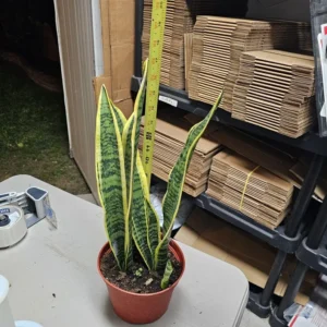 Snake Plant - Sansevieria Yellow - 6in Pot - Air Purifying Houseplant