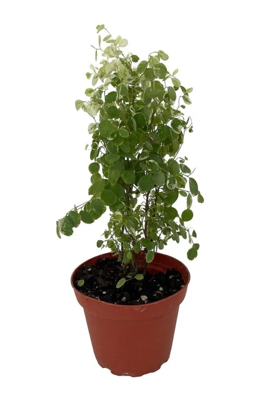 Snowbush Breynia disticha - Tropical Indoor Plant - 4 Inch Pot