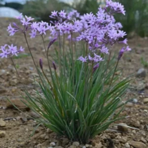 Society Garlic Plant 1 Gallon – Heat Tolerant, Violet Blooms, Low Water