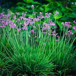 Society Garlic Plant 1 Gallon – Heat Tolerant, Violet Blooms, Low Water