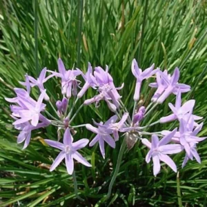 Society Garlic Plant 1 Gallon – Heat Tolerant, Violet Blooms, Low Water