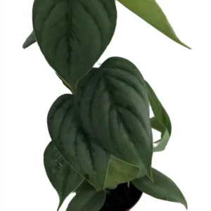 Sodiroi Philodendron - Decorative House Plant with Silver Stripes - 2