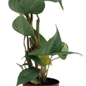 Sodiroi Philodendron - Decorative House Plant with Silver Stripes - 2
