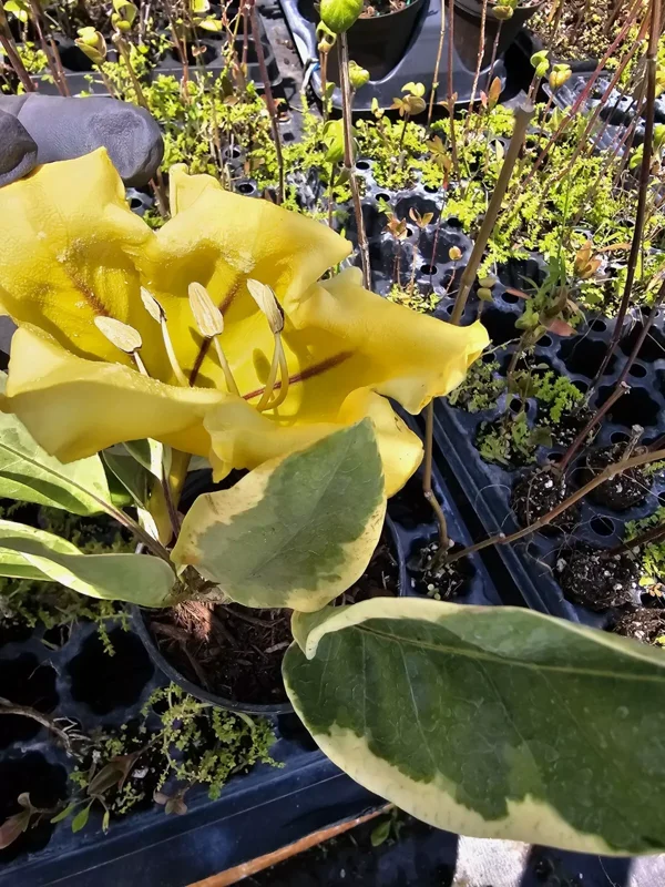 Solandra Maxima Variegated Chalice Vine Live Plant 10" Tall in 4" Pot – Fragrant & Decorative