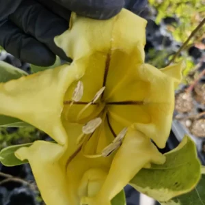 Solandra Maxima Variegated Chalice Vine Live Plant 10
