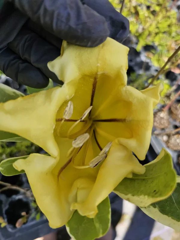 Solandra Maxima Variegated Chalice Vine Live Plant 10" Tall in 4" Pot – Fragrant & Decorative