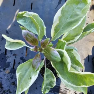 Solandra Maxima Variegated Chalice Vine Live Plant 10