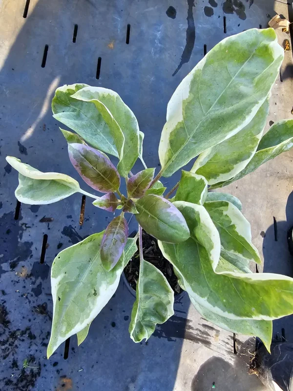 Solandra Maxima Variegated Chalice Vine Live Plant 10" Tall in 4" Pot – Fragrant & Decorative