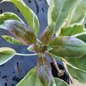 Solandra Maxima Variegated Chalice Vine Live Plant 10