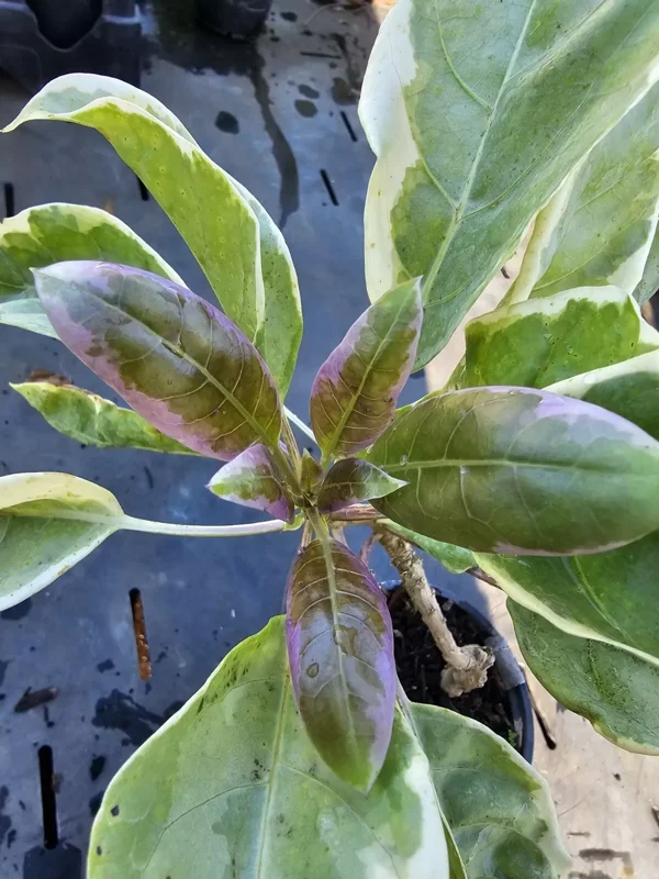 Solandra Maxima Variegated Chalice Vine Live Plant 10" Tall in 4" Pot – Fragrant & Decorative