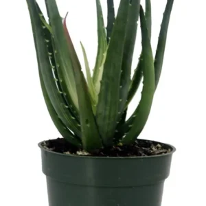 Solar Flare Aloe Plant – Indoor Succulent, 4