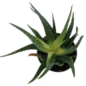 Solar Flare Aloe Plant – Indoor Succulent, 4