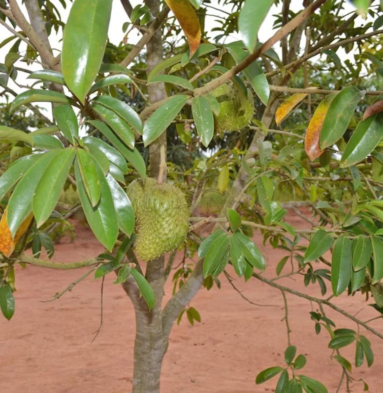 Soursop Plant Live for Planting 5-8 Inch Sweet Soursop Tree Seedling