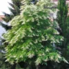 Sourwood Tree Live Plant 12-18 Inch Tall, Deciduous, Vibrant Fall Color, Oxydendron Arboreum