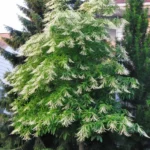 Sourwood Tree Live Plant 12-18 Inch Tall, Deciduous, Vibrant Fall Color, Oxydendron Arboreum