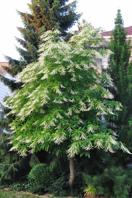 Sourwood Tree Live Plant 12-18 Inch Tall, Deciduous, Vibrant Fall Color, Oxydendron Arboreum
