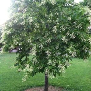 Sourwood Tree Live Plant 12-18 Inch Tall, Deciduous, Vibrant Fall Color, Oxydendron Arboreum