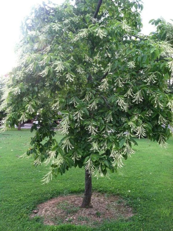 Sourwood Tree Live Plant 12-18 Inch Tall, Deciduous, Vibrant Fall Color, Oxydendron Arboreum