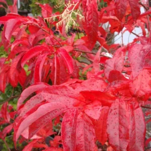 Sourwood Tree Live Plant 12-18 Inch Tall, Deciduous, Vibrant Fall Color, Oxydendron Arboreum