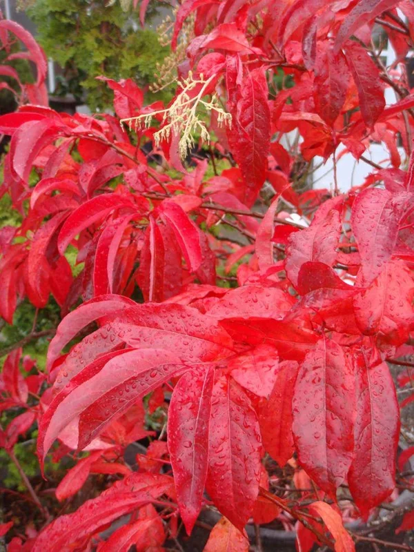 Sourwood Tree Live Plant 12-18 Inch Tall, Deciduous, Vibrant Fall Color, Oxydendron Arboreum
