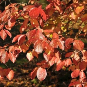 Southern Black Haw Viburnum - Quart Pot - Hardy Ornamental Shrub