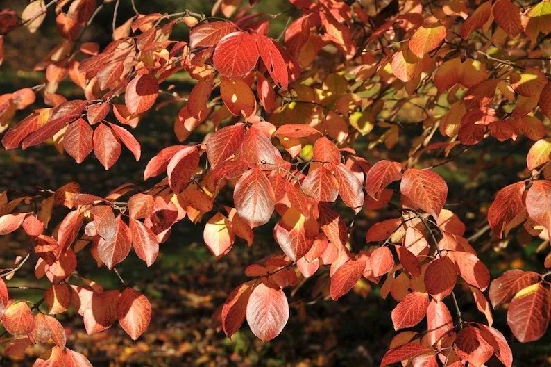 Southern Black Haw Viburnum - Quart Pot - Hardy Ornamental Shrub