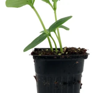 Spacemaster Bush Cucumber Plant – 4-Inch Pot – Compact Slicing Variety