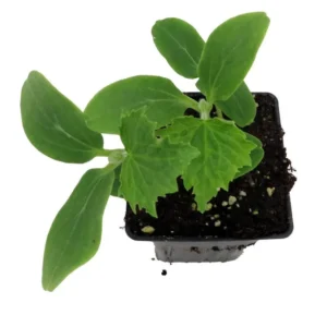 Spacemaster Bush Cucumber Plant – 4-Inch Pot – Compact Slicing Variety