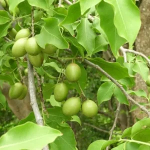Spanish Lime Tree Live Plant - Tropical Fruit Tree - 10-16 Inch Tall - Ginepa Limoncillo Mamoncillo - Melicoccus Bijugatus Plant