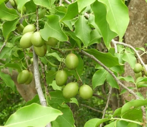 Spanish Lime Tree Live Plant - Tropical Fruit Tree - 10-16 Inch Tall - Ginepa Limoncillo Mamoncillo - Melicoccus Bijugatus Plant