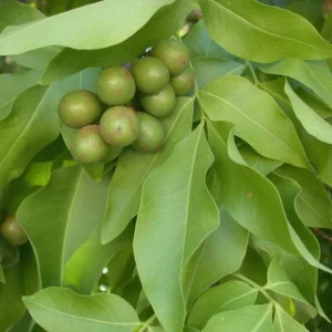 Spanish Lime Tree Live Plant - Tropical Fruit Tree - 10-16 Inch Tall - Ginepa Limoncillo Mamoncillo - Melicoccus Bijugatus Plant