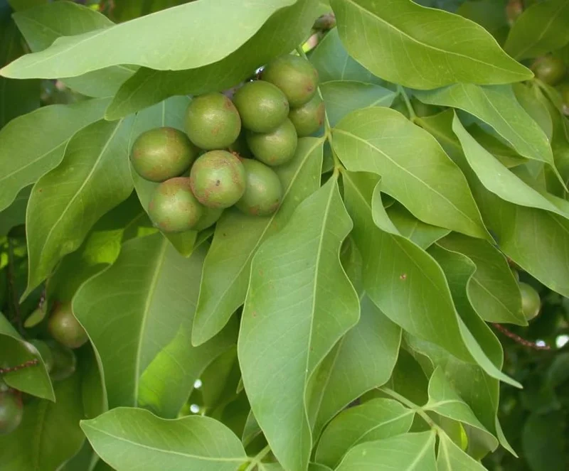 Spanish Lime Tree Live Plant - Tropical Fruit Tree - 10-16 Inch Tall - Ginepa Limoncillo Mamoncillo - Melicoccus Bijugatus Plant