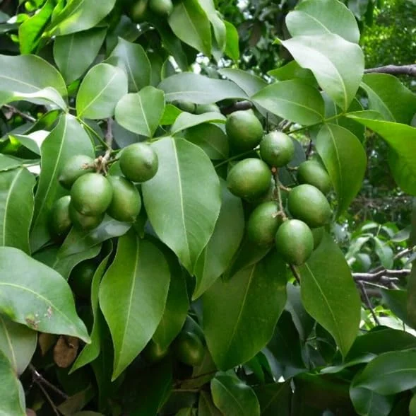 Spanish Lime Tree Live Plant - Tropical Fruit Tree - 10-16 Inch Tall - Ginepa Limoncillo Mamoncillo - Melicoccus Bijugatus Plant