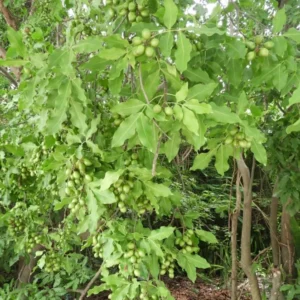 Spanish Lime Tree Live Plant - Tropical Fruit Tree - 10-16 Inch Tall - Ginepa Limoncillo Mamoncillo - Melicoccus Bijugatus Plant